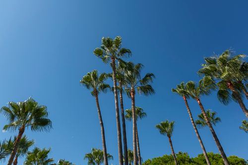 Free Tall palm trees reaching up into a bright, clear blue sky, evoking a tropical paradise vibe. Stock Photo