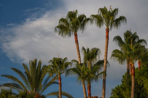 Free Tall palm trees stand gracefully against a clear blue sky, evoking a sense of tropical paradise. Stock Photo