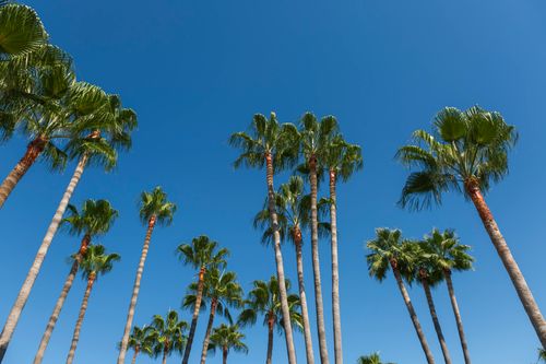 Free Vibrant tropical palm trees against a clear blue sky, capturing a sunny and idyllic outdoor scene. Stock Photo