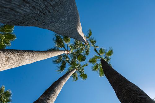 Free Upward view of tall palm trees reaching towards a clear blue sky on a sunny day. Stock Photo