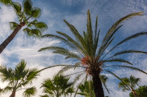 Free Lush palm trees reach toward a vibrant blue sky, capturing a tropical paradise vibe. Stock Photo