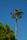 palm tree
