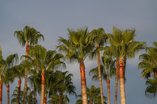 Free Vibrant palm trees with lush green leaves set against a clear evening sky, evoking tropical vacation vibes. Stock Photo