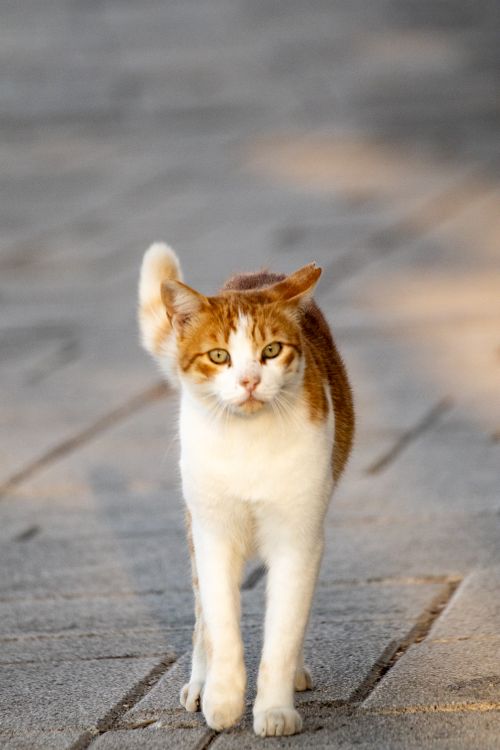 Free Adorable ginger and white stray cat strolling on a sunny street in İzmir, Türkiye. Stock Photo