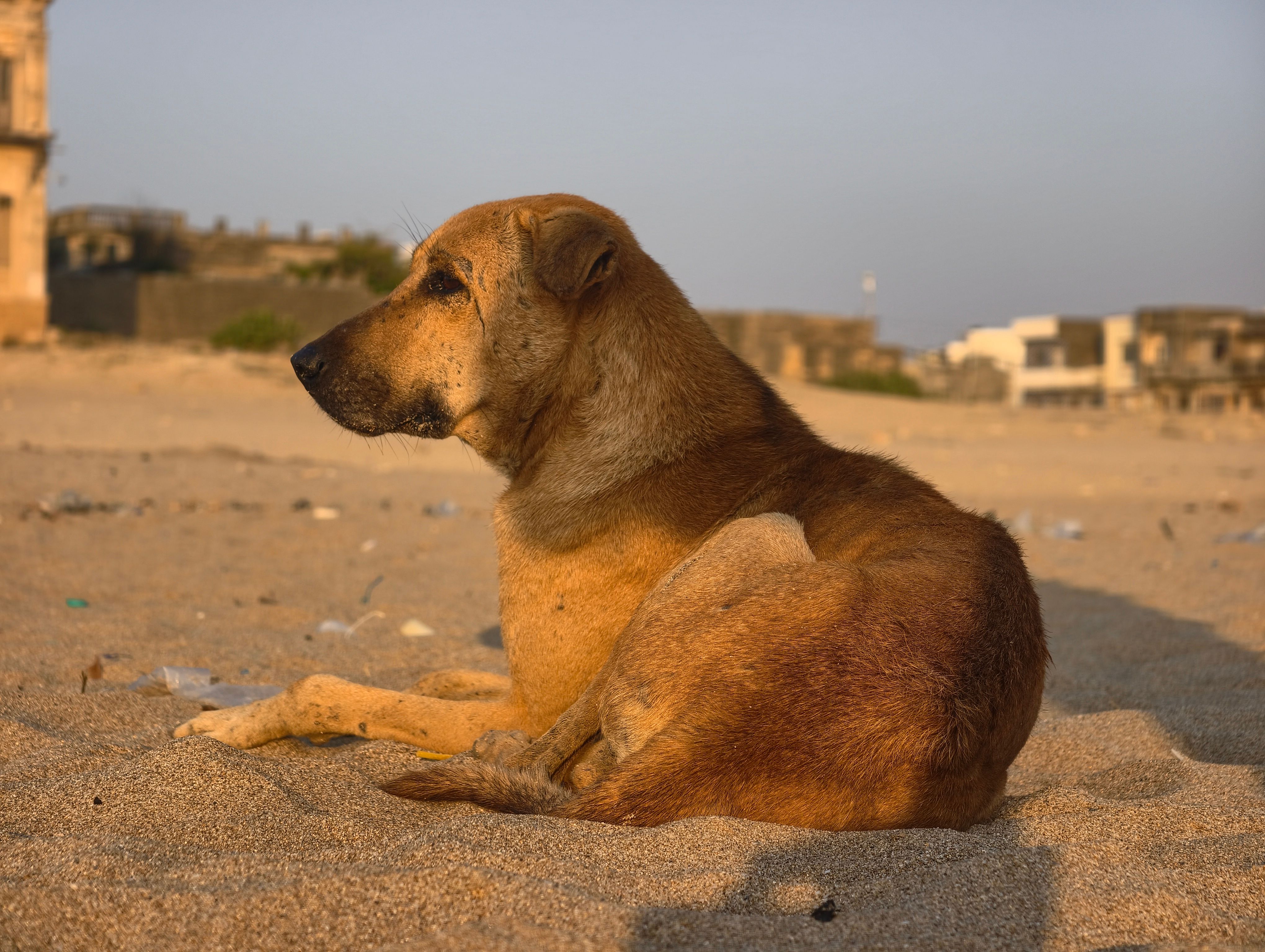 A street dog relaxing on the sandy shores of Porbandar Beach in Gujarat, India.