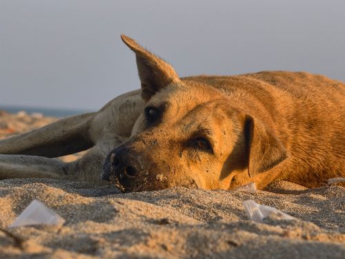 Free A calm dog lying on a sandy beach during sunrise in Porbandar, India, capturing tranquility. Stock Photo