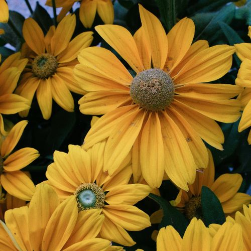 Free Close-up of radiant yellow Black-eyed Susans showcasing their beauty. Stock Photo