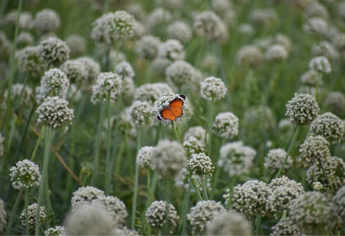 野生蝴蝶坐在花园里的花