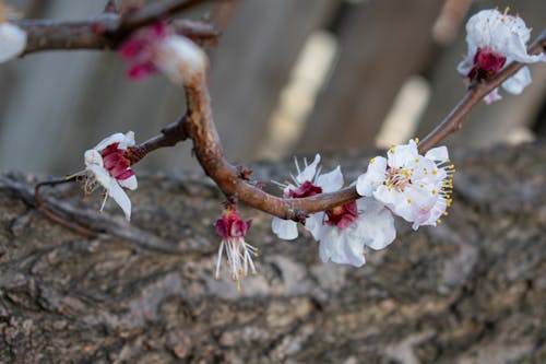 Foto d'estoc gratuïta de arbre de flors, colorit, flor de primavera
