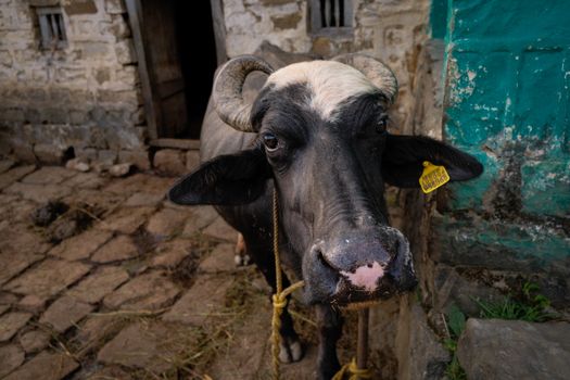 A local cow in a rural village of Dharamshala, showcasing mountain farming life.