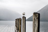 雾蒙蒙的湖边，一只海鸥栖息在码头柱上，宁静的场景捕捉了大自然的平静