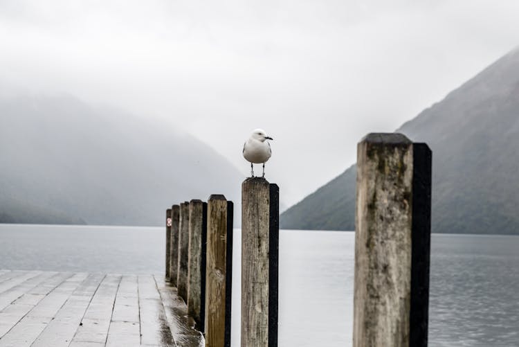 White Bird Perching On Dock Post