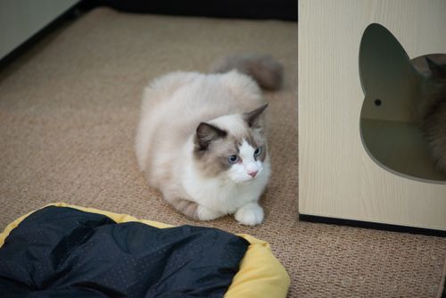 Free A fluffy Ragdoll cat with blue eyes resting comfortably on a carpet indoors. Stock Photo