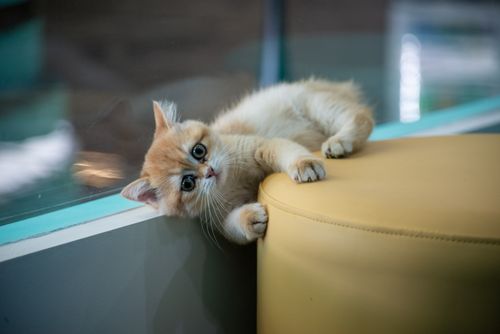 Free A cute kitten playfully lounging on a yellow ottoman indoors, showcasing its playful nature. Stock Photo