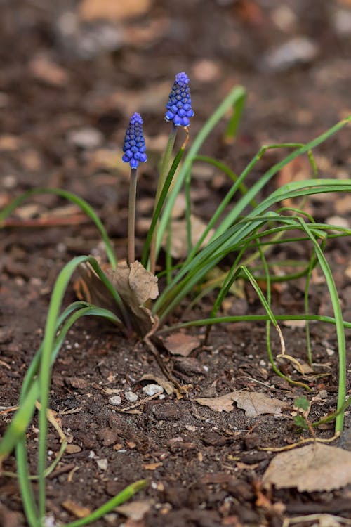 Free stock photo of flower, flowers, garden