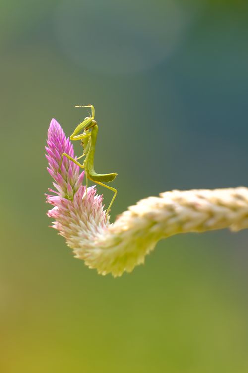 Free A vibrant green praying mantis perched on a pink flower in Bandung, Indonesia. Stock Photo