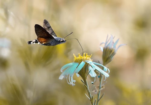 Farfalla Nera E Marrone Appollaiata Sul Fiore Blu Nella Fotografia Ravvicinata