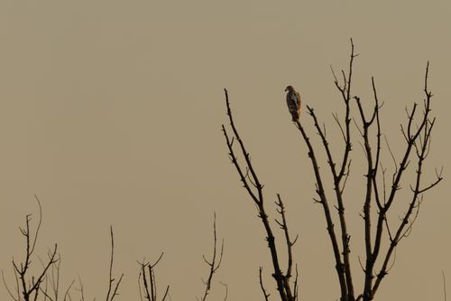 Free A lone hawk perched on a bare tree branch against a muted sky during sunset. Stock Photo