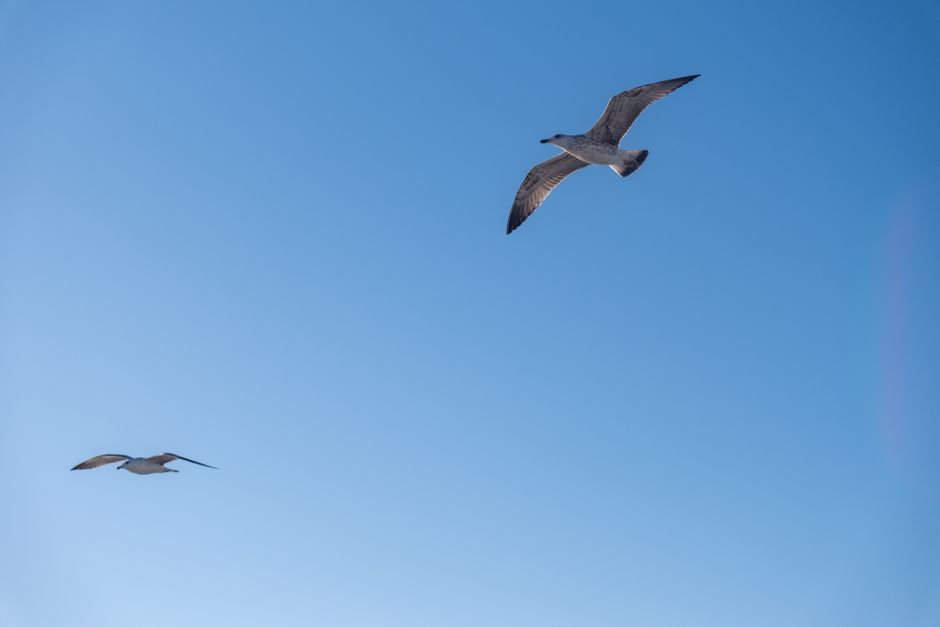 half|flying bird