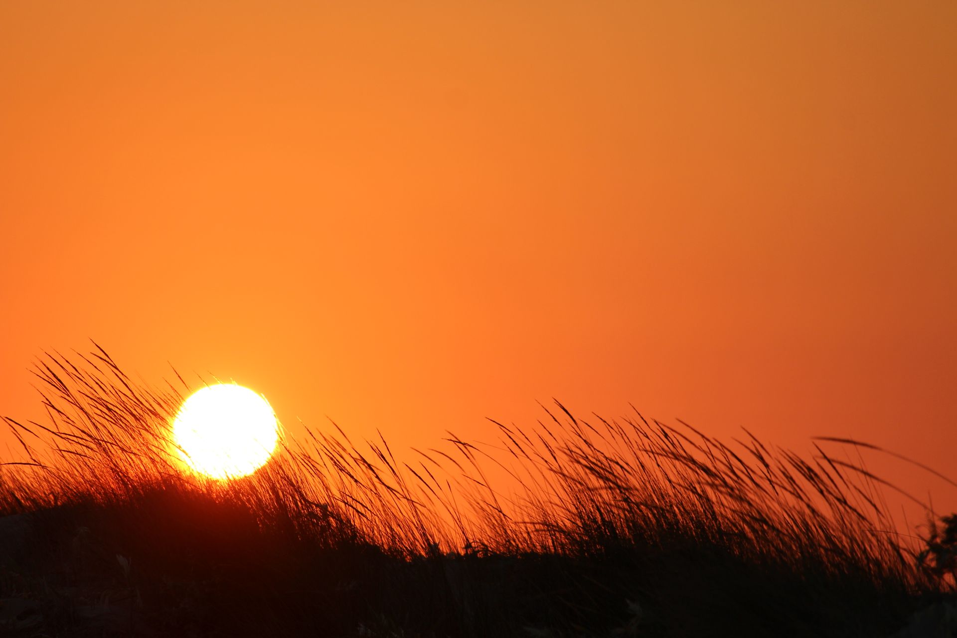Golden sun setting behind silhouetted grass, capturing a peaceful evening scene.