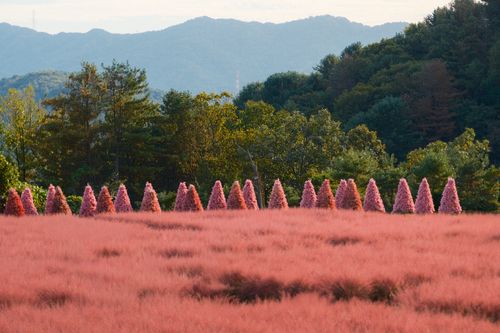 Free Beautiful landscape of pink grass field bordered by unique conical tree formations against a forest backdrop. Stock Photo