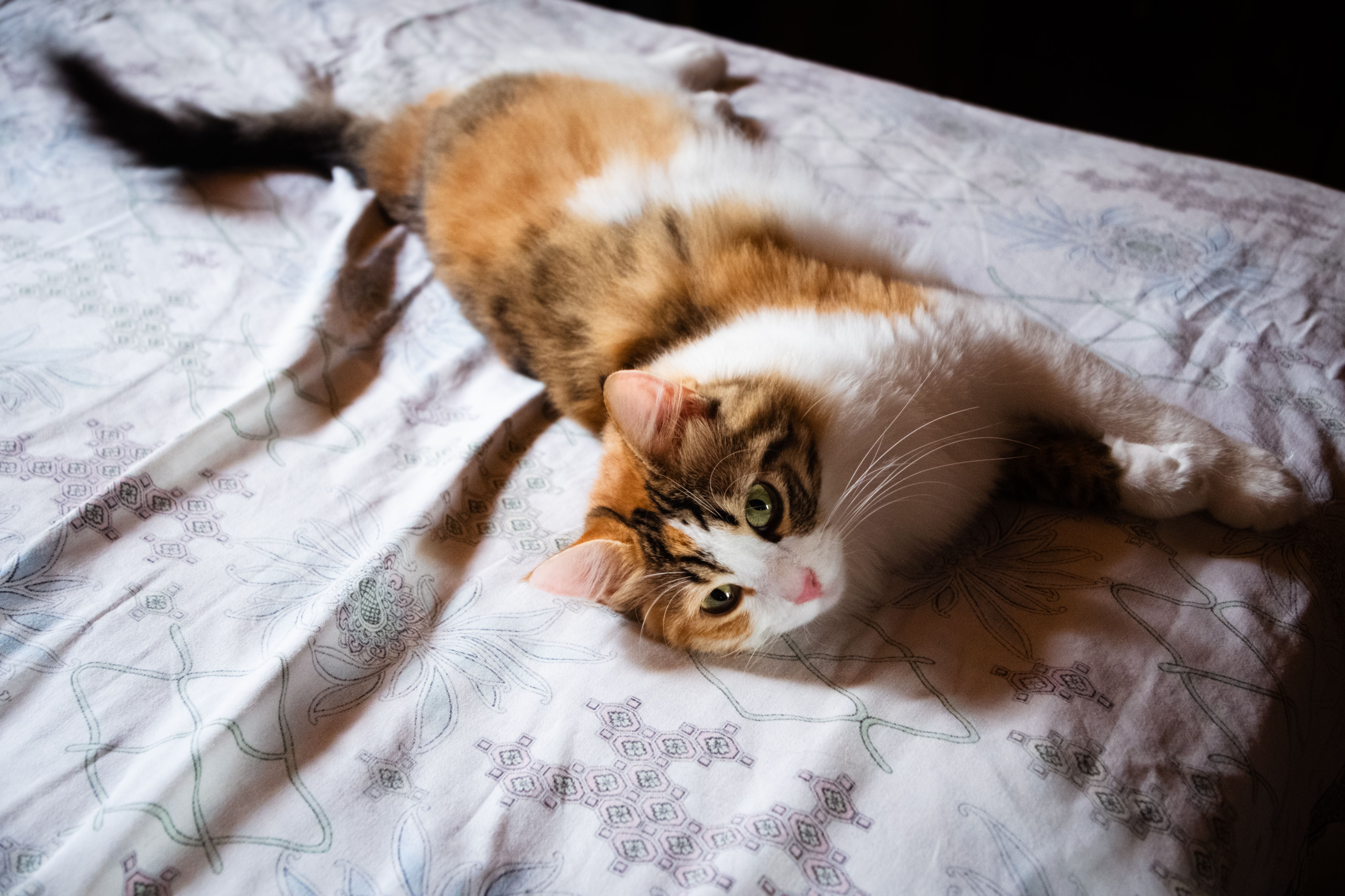 Cama Suspensa para Gatos