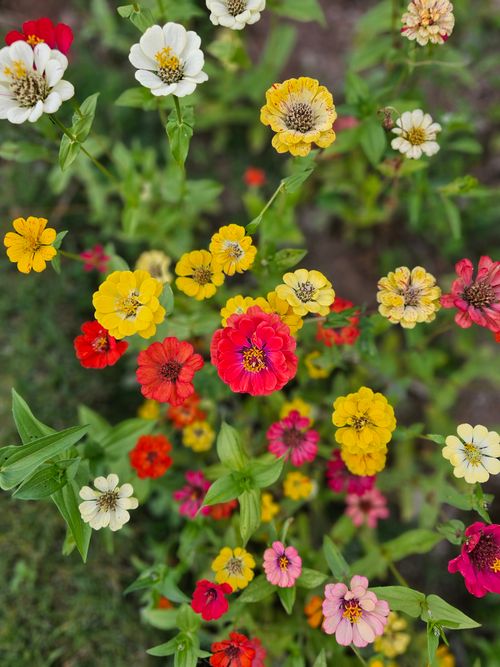 Free Colorful zinnia flowers in full bloom in a Kenyan garden. Vibrant colors and lush greenery. Stock Photo