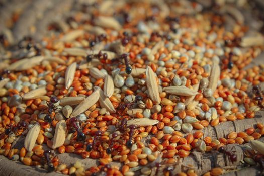 A detailed close-up of red ants on a variety of grains and seeds outdoors.