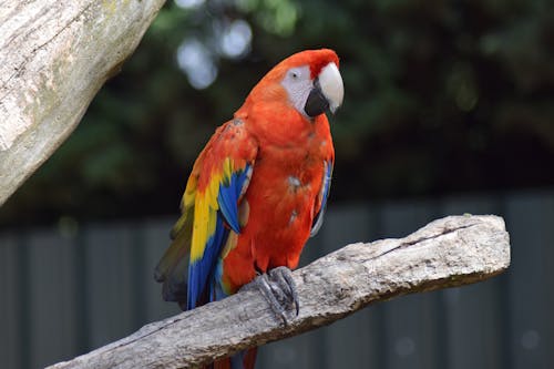 Red Blue and Yellow Macaw on Brown Tree Branch