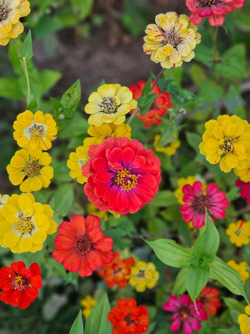 Free Colorful zinnia flowers in yellow, red, and orange under bright sunlight, top view. Stock Photo