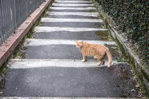 계단, 고양이, 노란색의 무료 스톡 사진