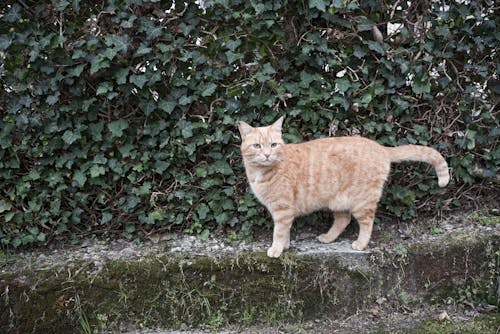 고양이, 노란색, 반려동물의 무료 스톡 사진