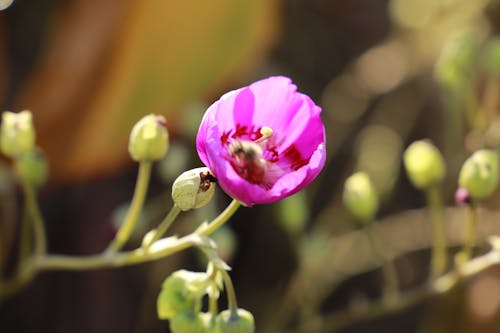 咲く花, 美しい花, 花の無料の写真素材