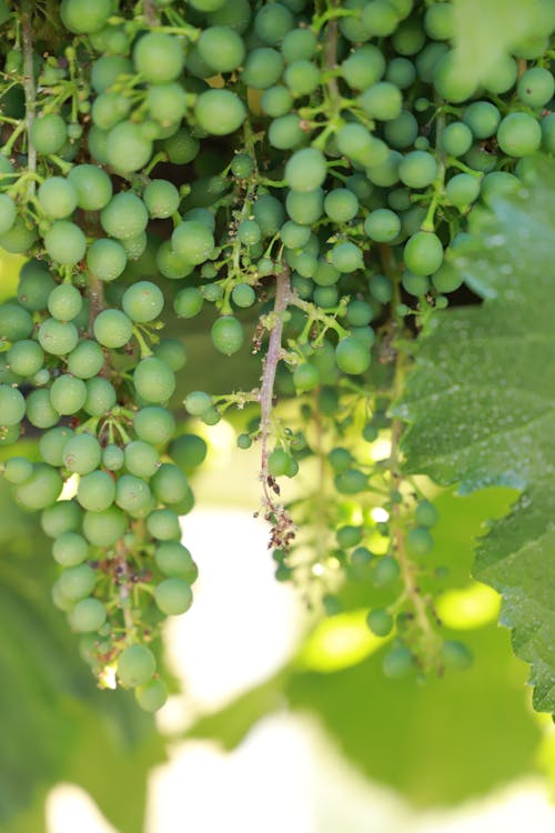 Free stock photo of grape, grapes, grapevine
