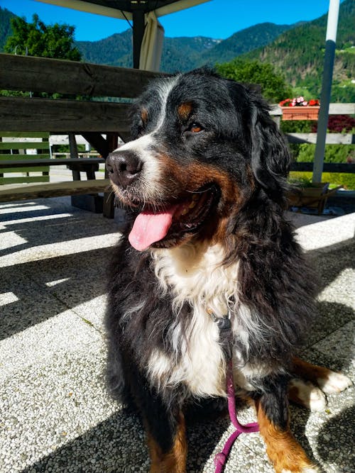 Free stock photo of bernese mountain dog, black, brown