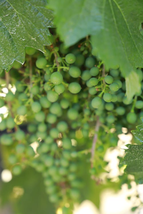 Free stock photo of grape, grapes, grapevine