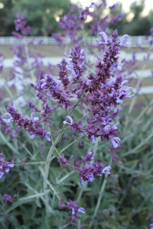 Photos gratuites de champ de fleurs, fleur violette, fleurs