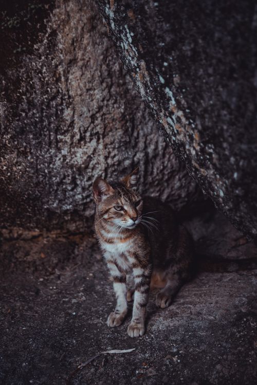 Free A tabby cat sits elegantly against a rocky background outdoors. Stock Photo