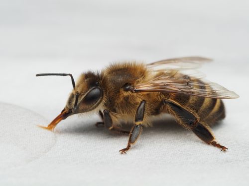 Free Detailed close-up of a honeybee (Apis mellifera) drinking nectar on a white surface showcasing wing and body texture. Stock Photo