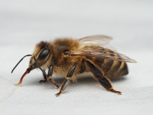 Free Macro shot of a detailed honeybee (Apis mellifera) sitting on a white surface, highlighting its features. Stock Photo