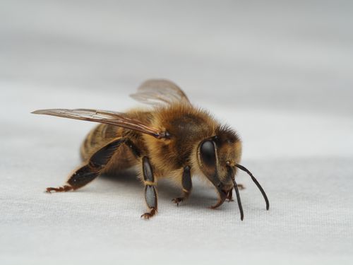 Free Detailed image of a honey bee (Apis mellifera) on a neutral backdrop, showcasing its features. Stock Photo
