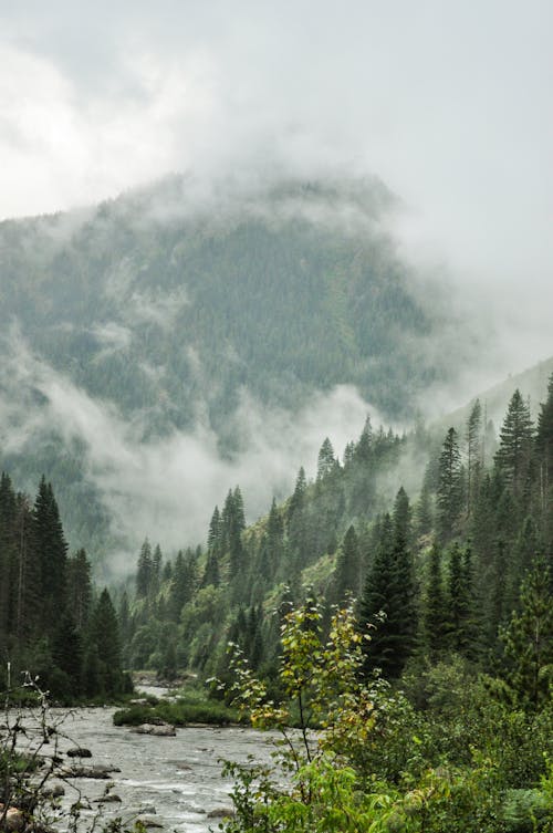 Free Green Trees on Mountain Stock Photo