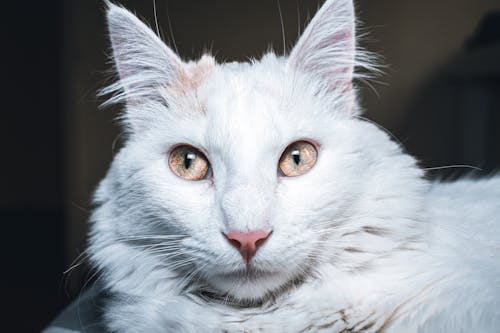 Gratis stockfoto met huiskatten, katgezicht, kattenfamilie