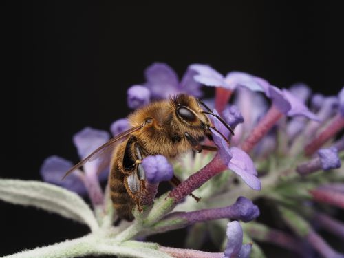 Free Detailed macro shot of a honeybee collecting nectar from a vibrant lavender flower. Stock Photo