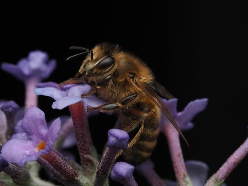 Free Detailed macro shot of a honeybee collecting nectar from vibrant purple flowers, on a dark background. Stock Photo