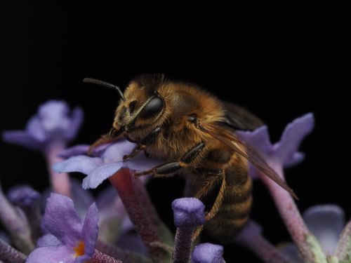 Free Close-up image of a honeybee pollinating vibrant purple flowers against a dark background. Stock Photo