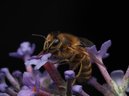 Free A detailed macro photo of a honeybee foraging on lavender, highlighting pollination. Stock Photo