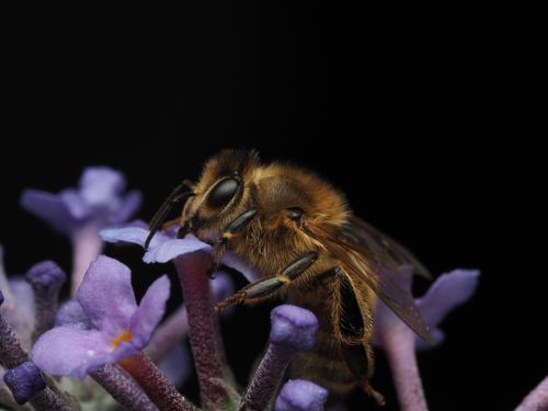 Free Macro shot of a honeybee on a purple lavender flower against a black background. Stock Photo