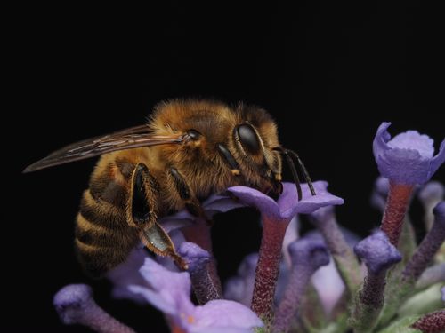 Free Detailed macro capture of a honeybee collecting nectar from lavender bloom. Stock Photo