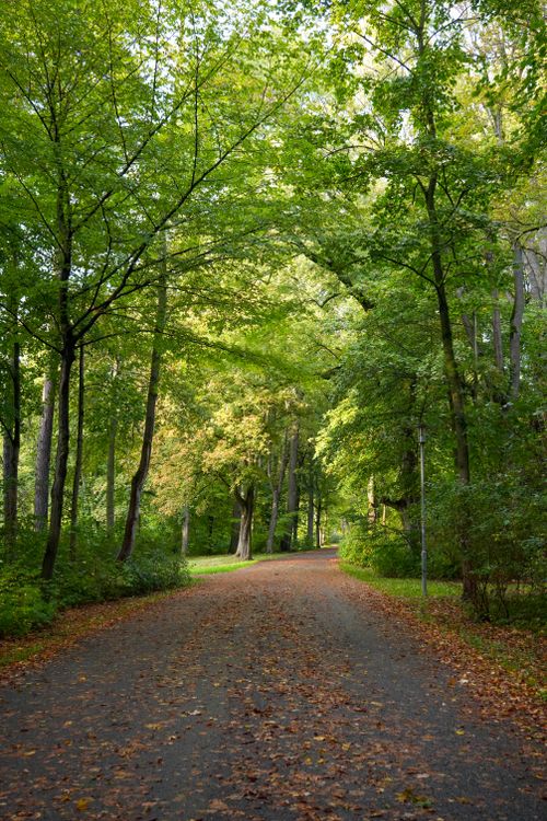 Free Tranquil forest path covered with autumn leaves in Germany. Stock Photo